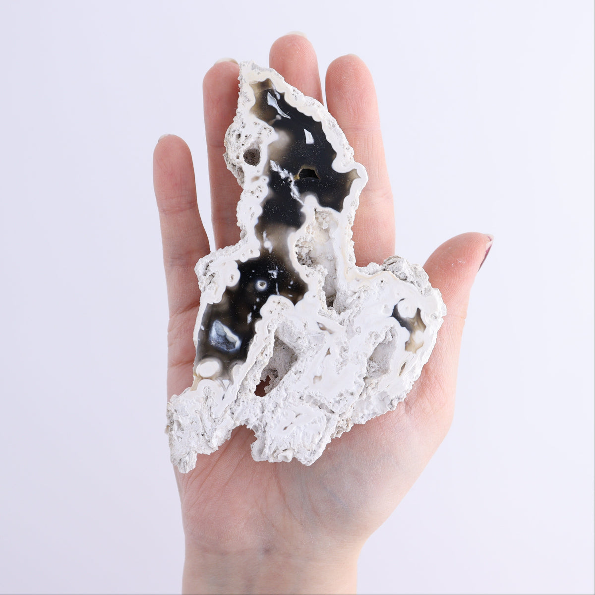 Agatized Coral Flat | Mi Esperanza Minerals | Supplier of Crystals and Onyx
