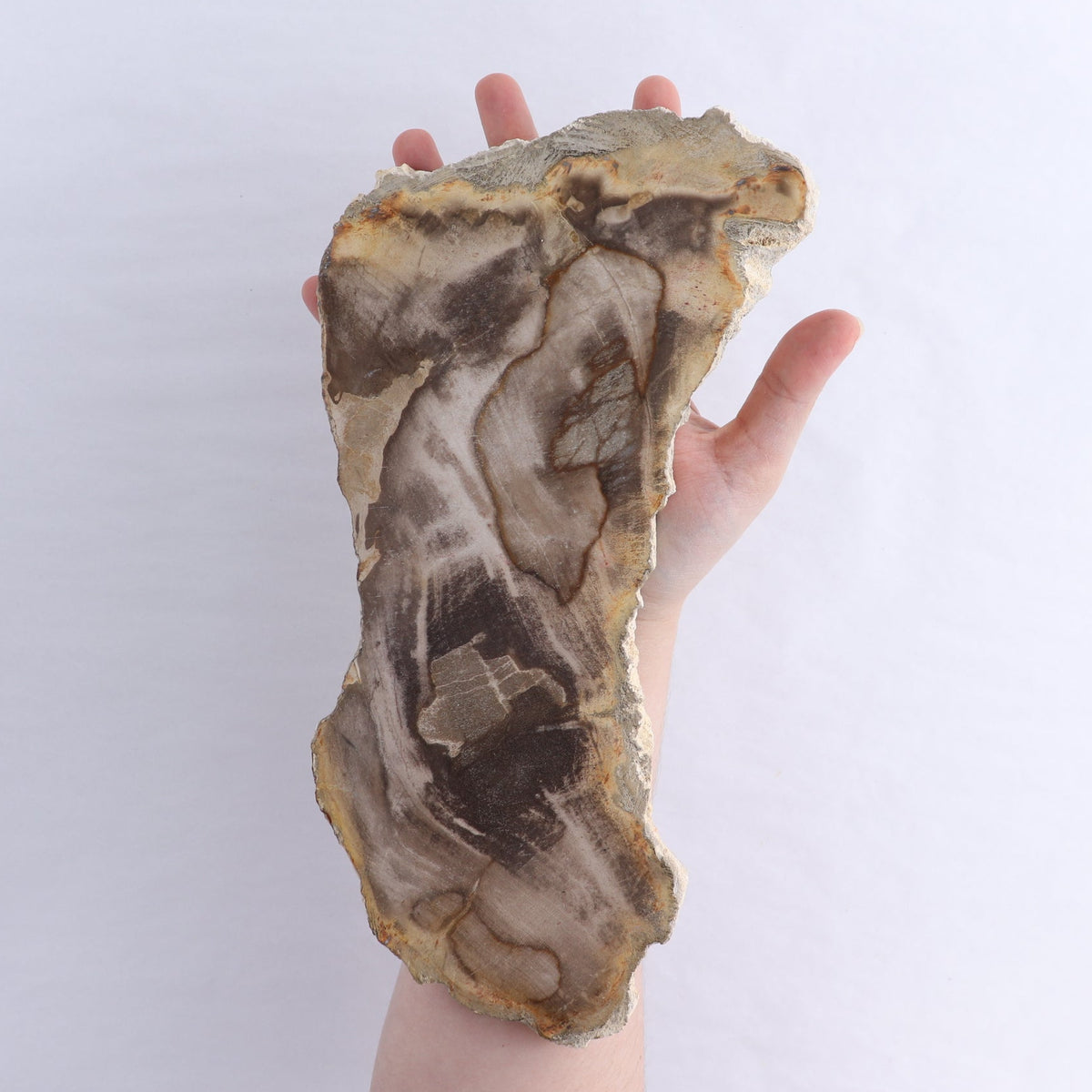 Petrified Wood Slices & Slabs Set of 3