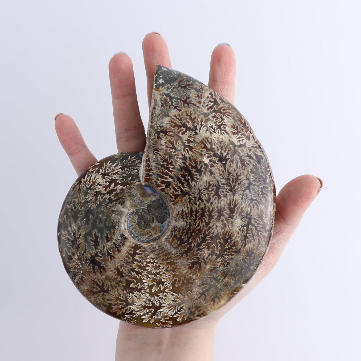Ammonite Shells Set of 4
