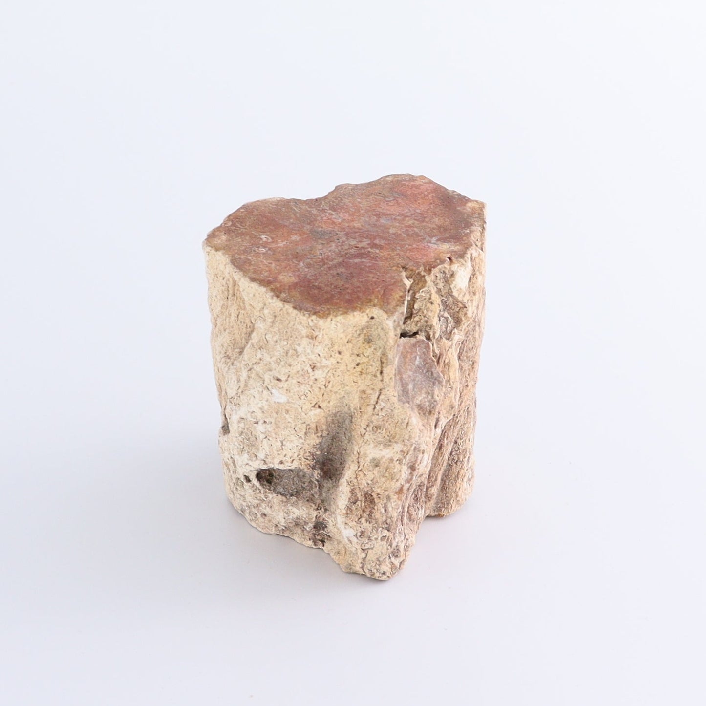 Petrified Wood Cut Bases Set of 4 | Mi Esperanza Minerals | Supplier of Crystals and Onyx