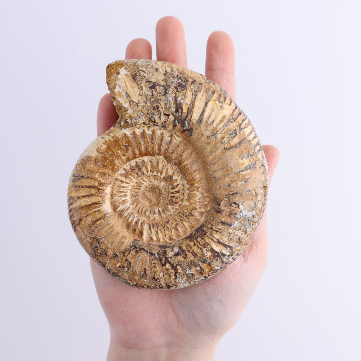 Fossilized Ammonite Set of 7 | Mi Esperanza Minerals | Supplier of Crystals and Onyx
