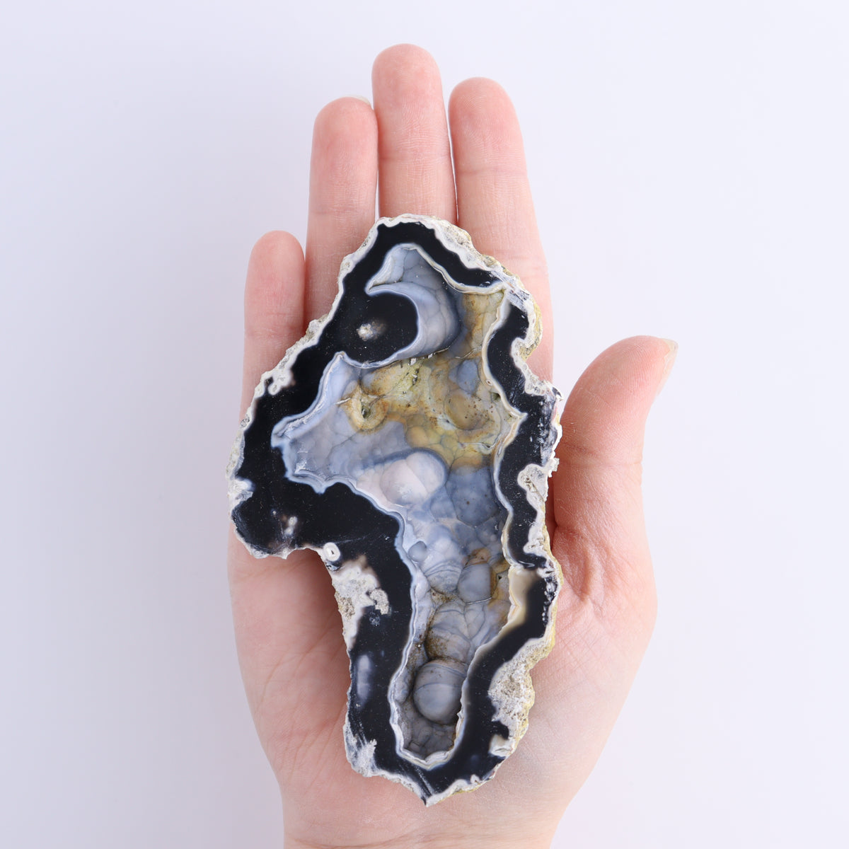 Agatized Coral Flat | Mi Esperanza Minerals | Supplier of Crystals and Onyx