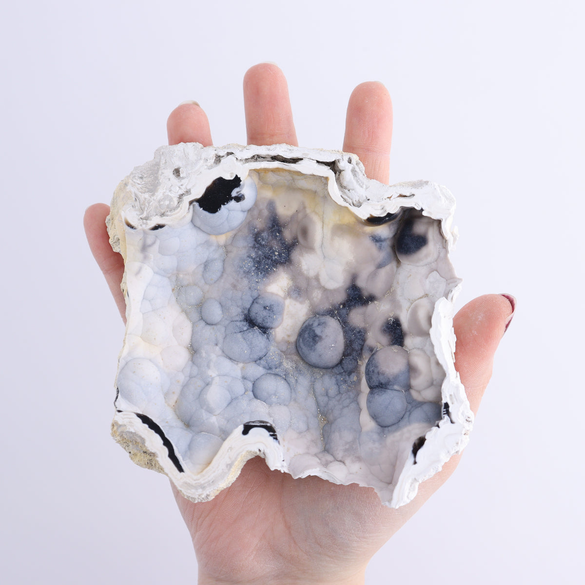 Agatized Coral Flat | Mi Esperanza Minerals | Supplier of Crystals and Onyx