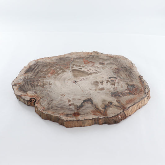 Petrified Wood Slab
