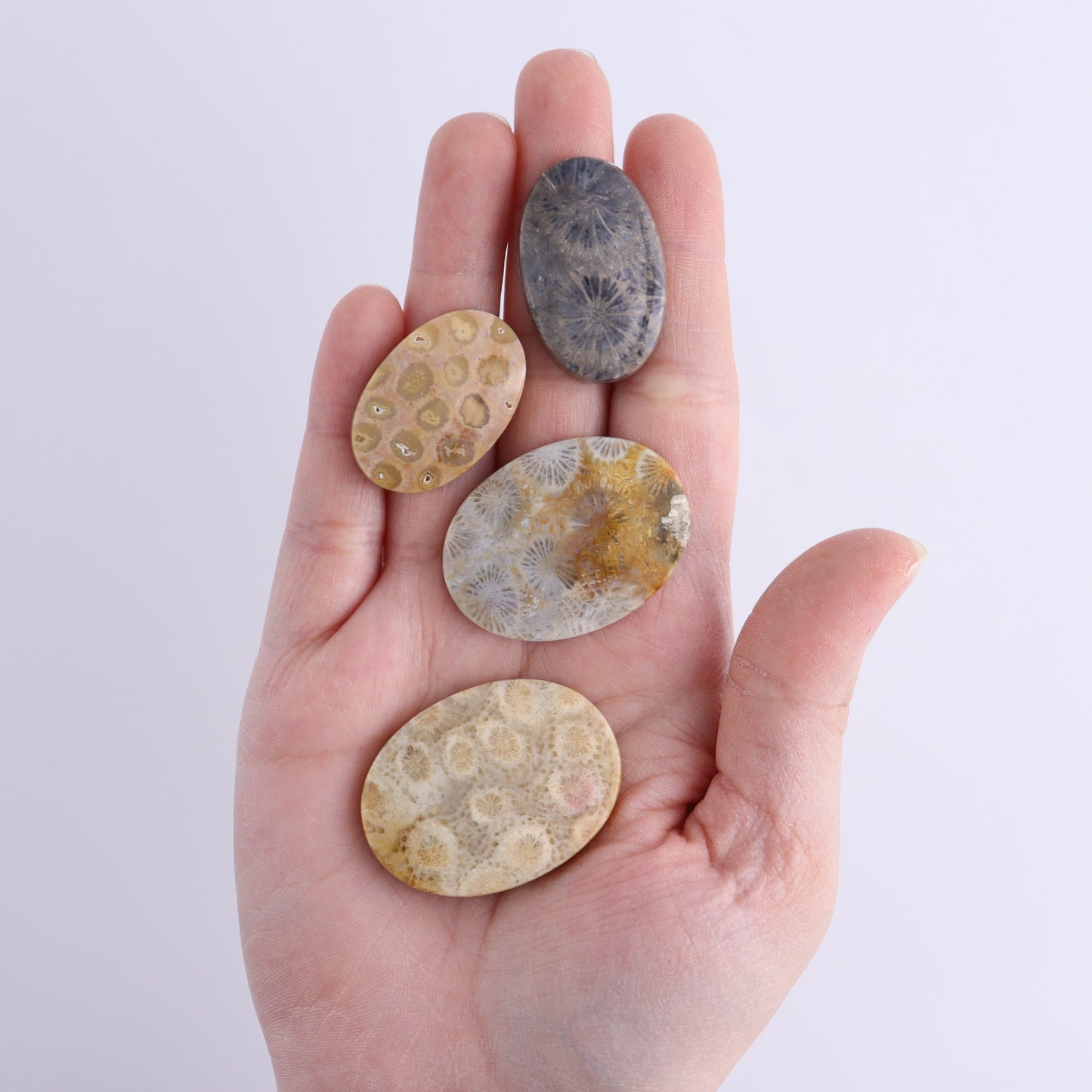 One Fossil Coral Oval Cab | Mi Esperanza Minerals | Supplier of Crystals and Onyx
