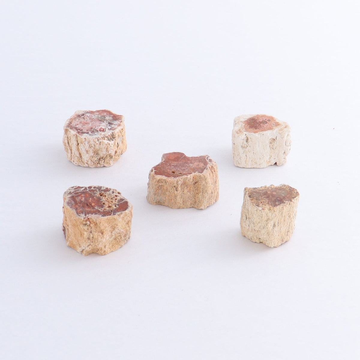 Petrified Wood Cut Bases Set of 30 | Mi Esperanza Minerals | Supplier of Crystals and Onyx