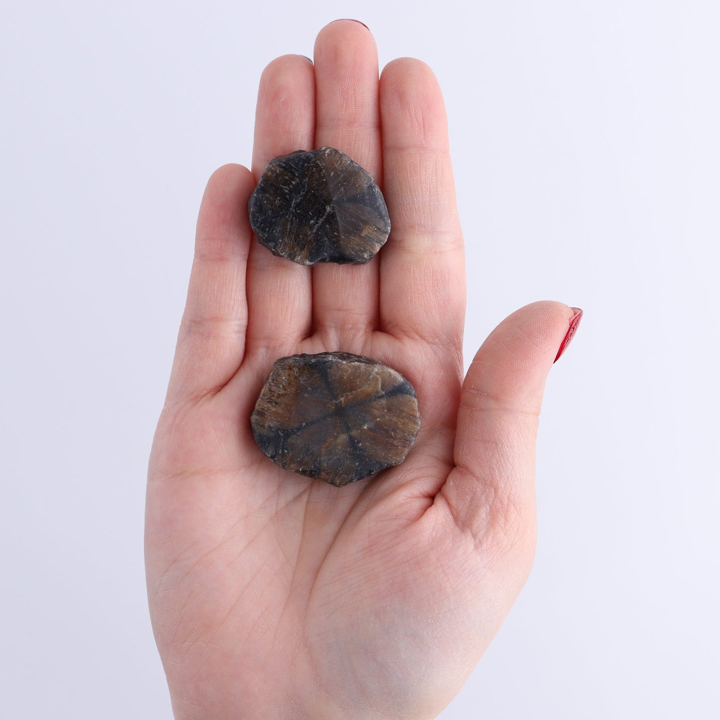 Chiastolite Flat of 35 | Mi Esperanza Minerals | Supplier of Crystals and Onyx