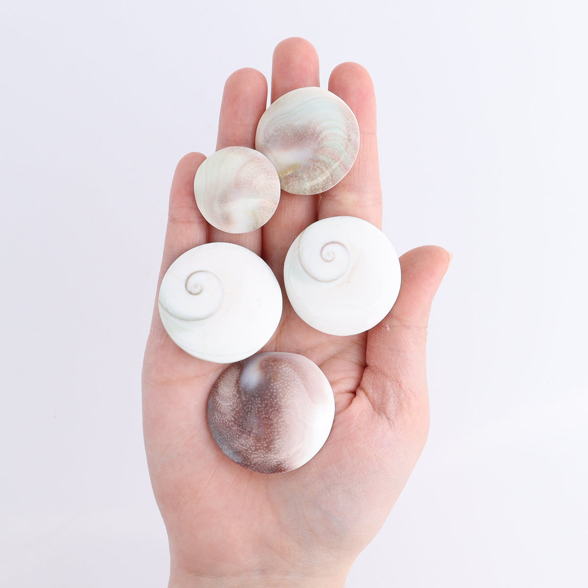 Shiva Shells Polished 1 kg Set | Mi Esperanza Minerals | Supplier of Crystals and Onyx