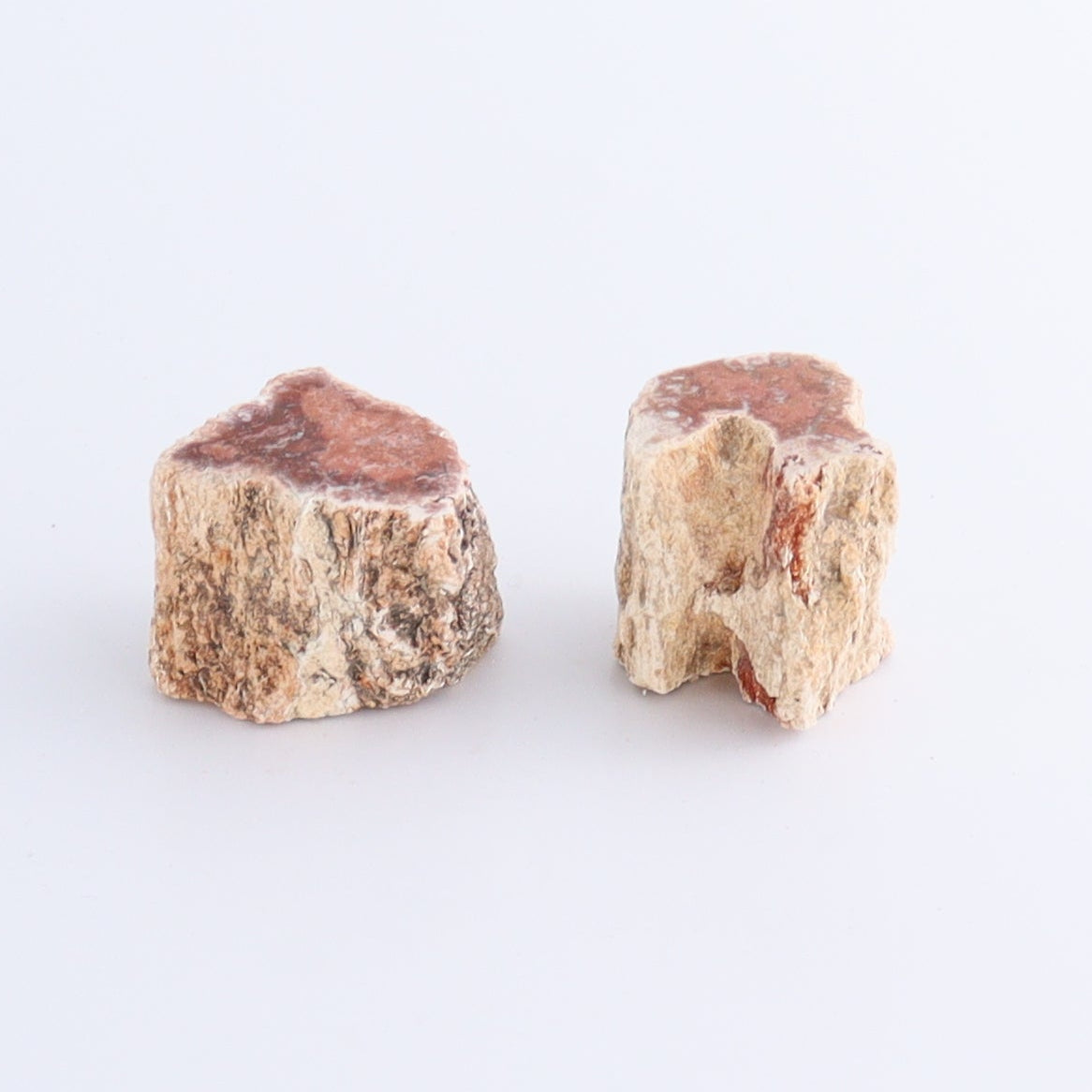 Petrified Wood Cut Bases Set of 8 | Mi Esperanza Minerals | Supplier of Crystals and Onyx