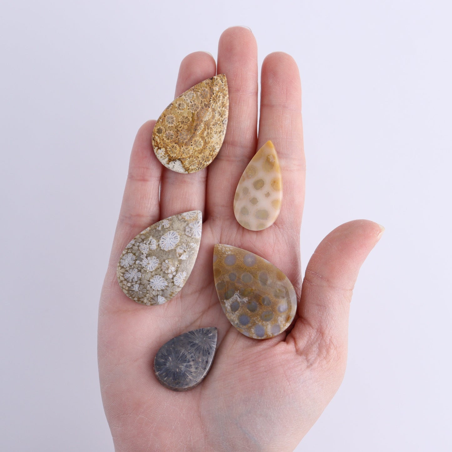One Fossil Coral Teardrop Cab | Mi Esperanza Minerals | Supplier of Crystals and Onyx