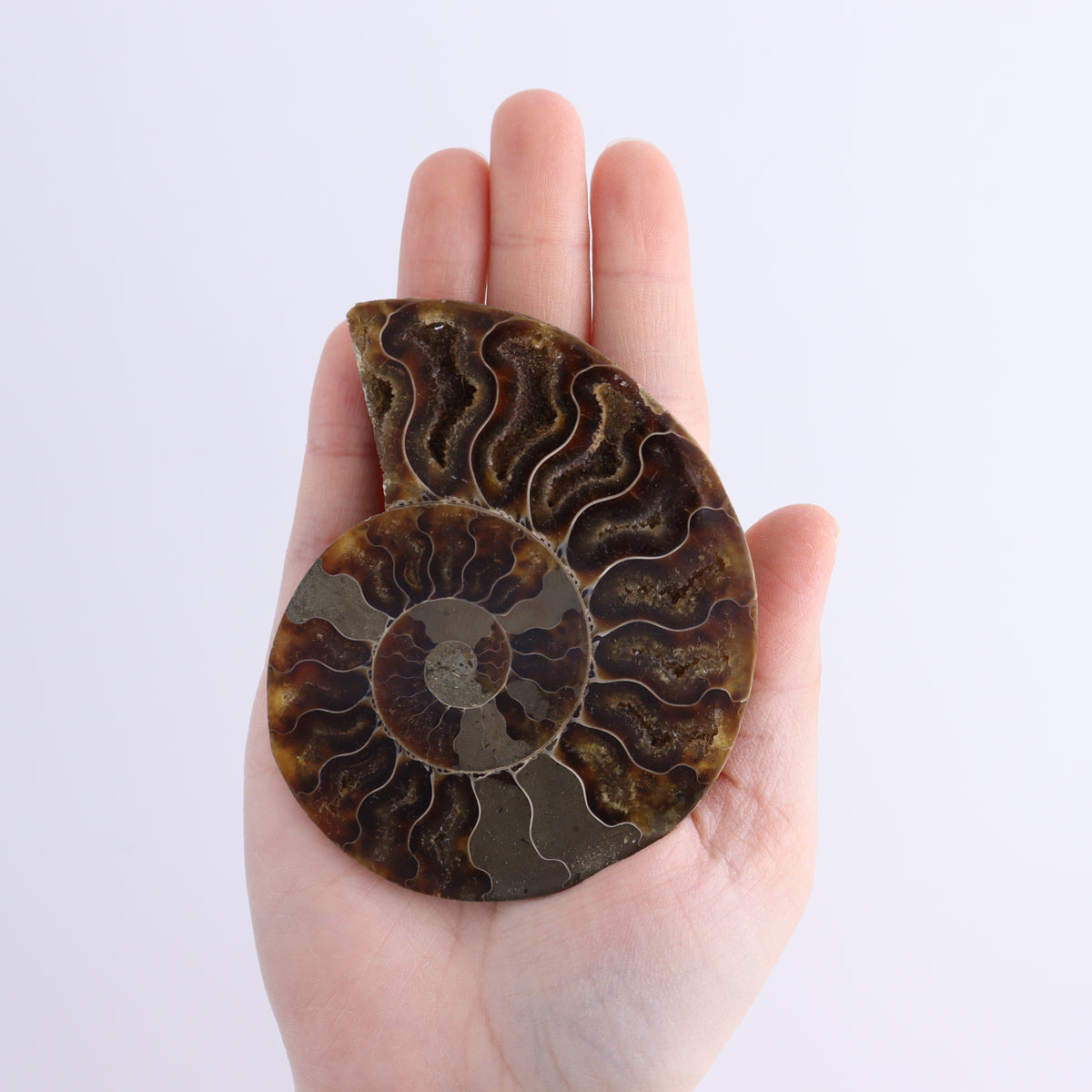 Ammonite Shells Set of 8 | Mi Esperanza Minerals | Supplier of Crystals and Onyx