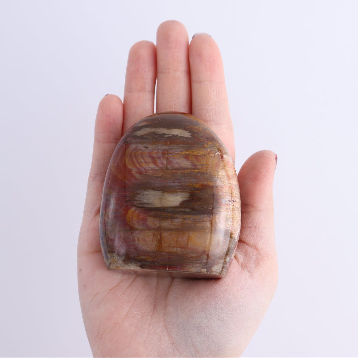 Petrified Wood Freeforms Set of 6 | Mi Esperanza Minerals | Supplier of Crystals and Onyx