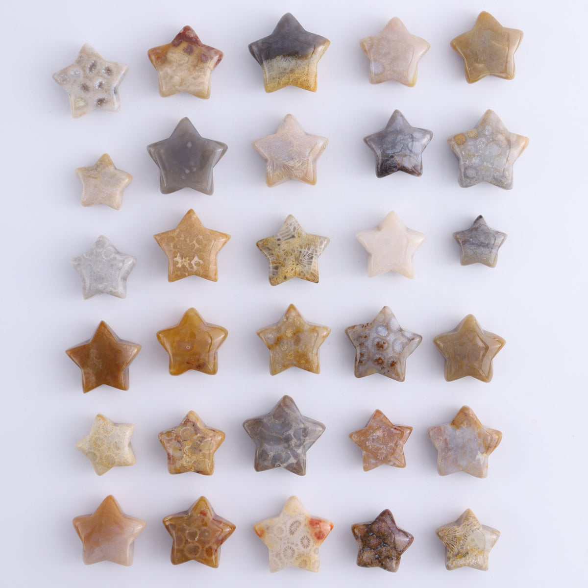 One Fossil Coral Star | Mi Esperanza Minerals | Supplier of Crystals and Onyx