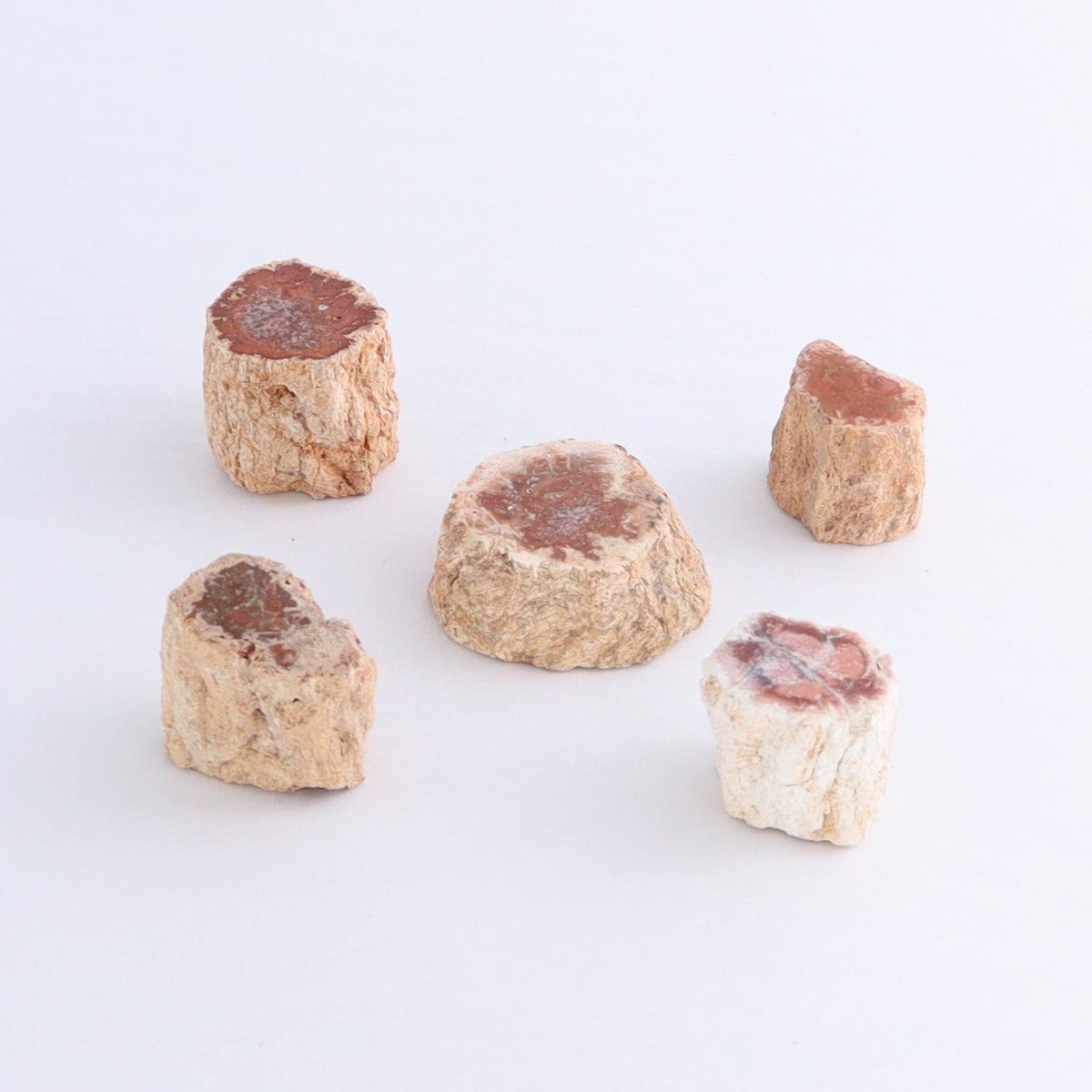Petrified Wood Cut Bases Set of 20 | Mi Esperanza Minerals | Supplier of Crystals and Onyx