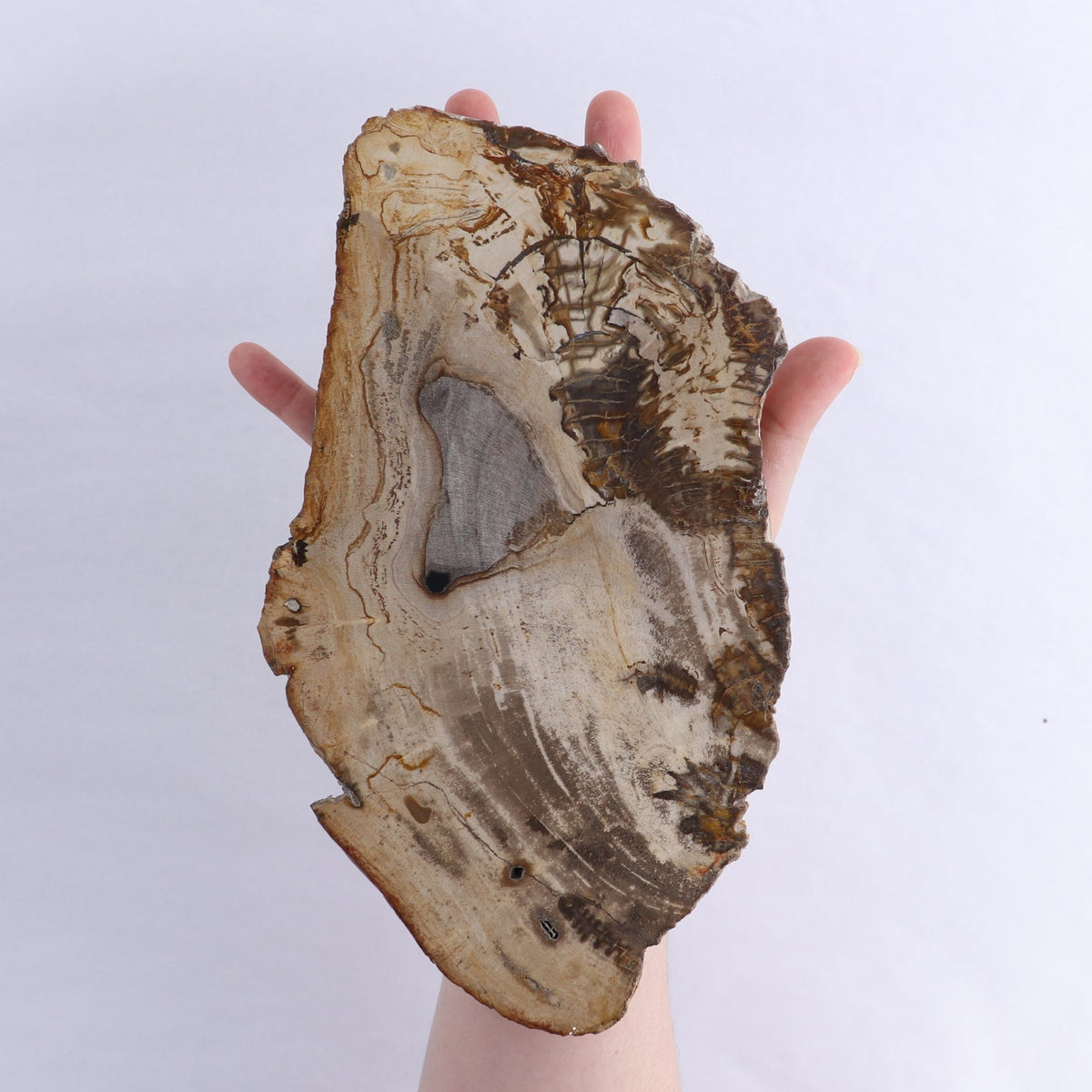 Petrified Wood Slices & Slabs Set of 3