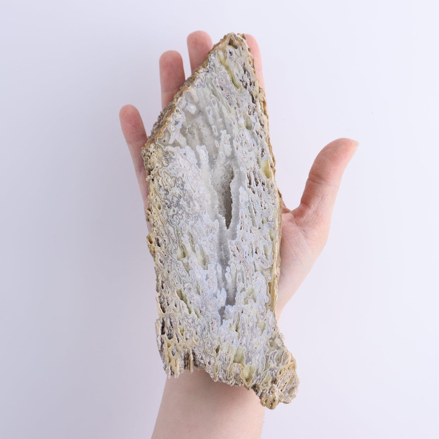 Agatized Coral Flat | Mi Esperanza Minerals | Supplier of Crystals and Onyx