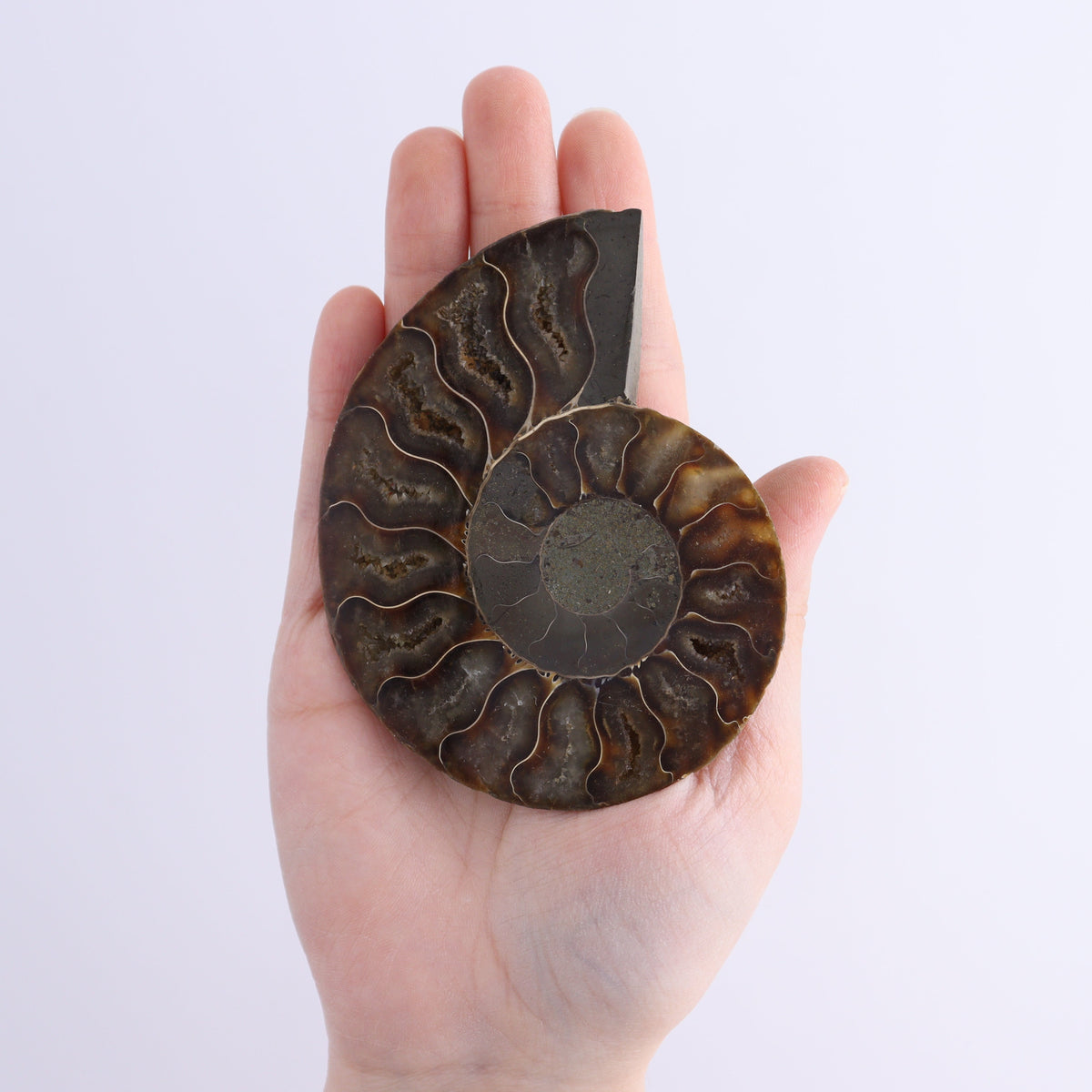 Ammonite Shells Set of 8 | Mi Esperanza Minerals | Supplier of Crystals and Onyx