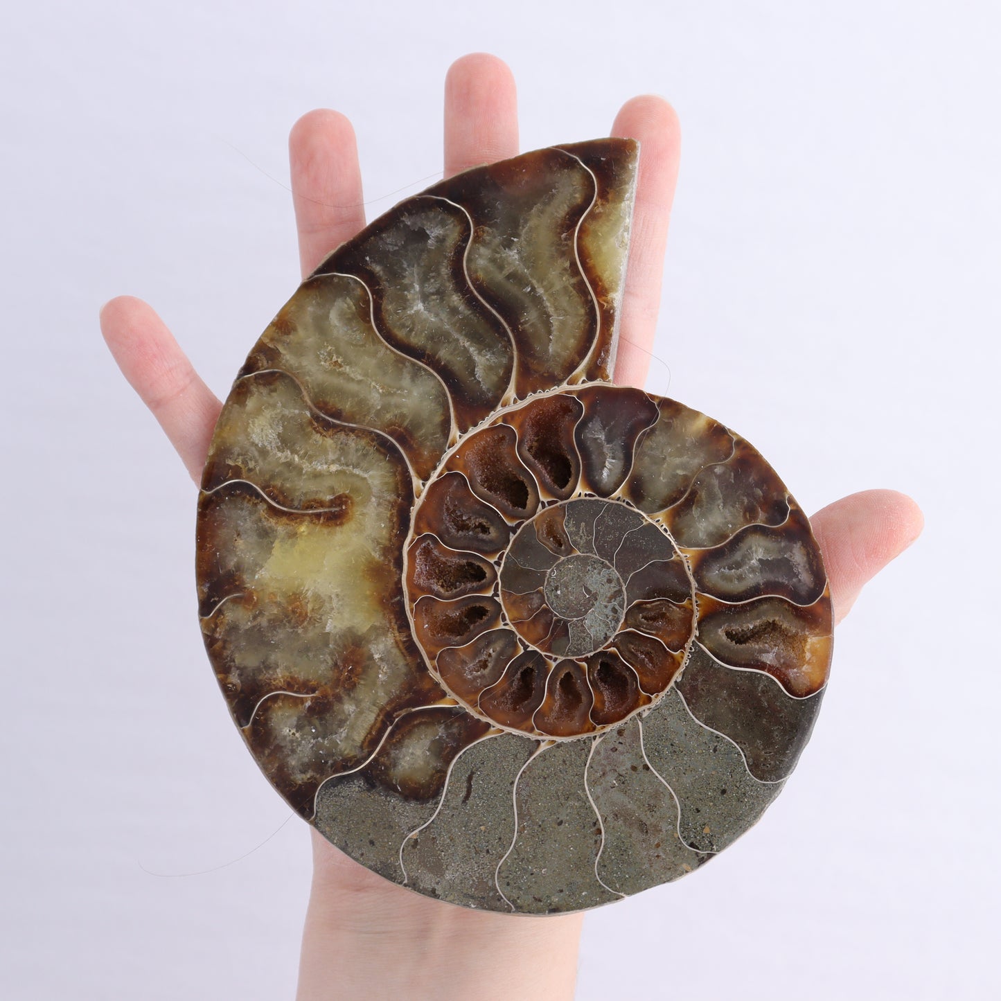 Ammonite Shells Set of 6 | Mi Esperanza Minerals | Supplier of Crystals and Onyx