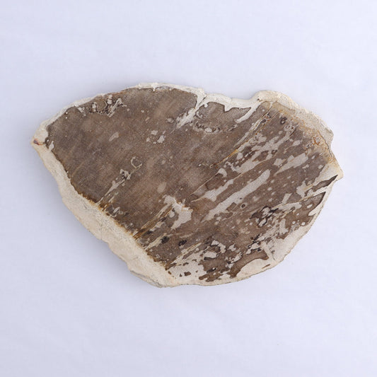 Petrified Wood Slices & Slabs Set of 3