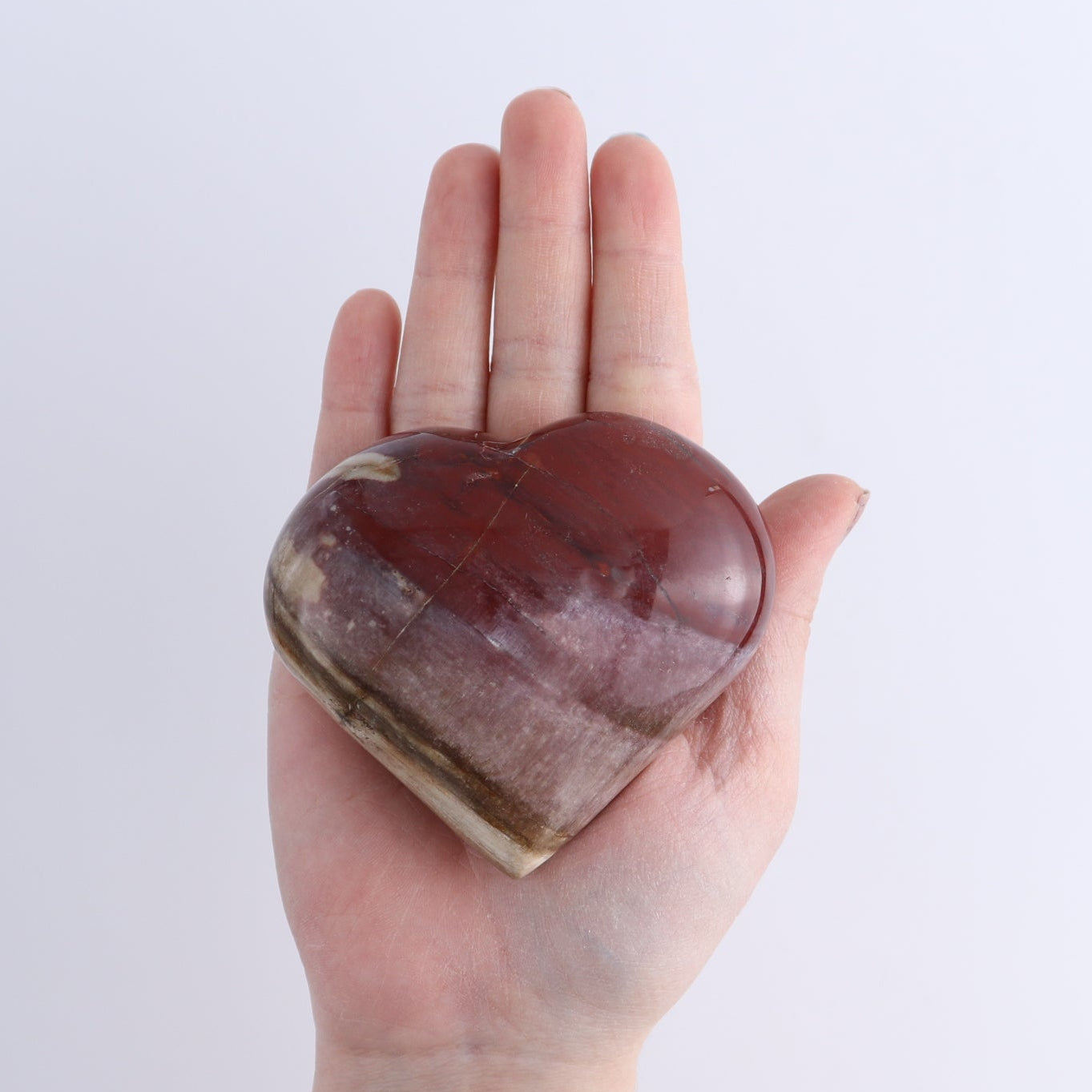 Petrified Wood Freeforms Set of 21