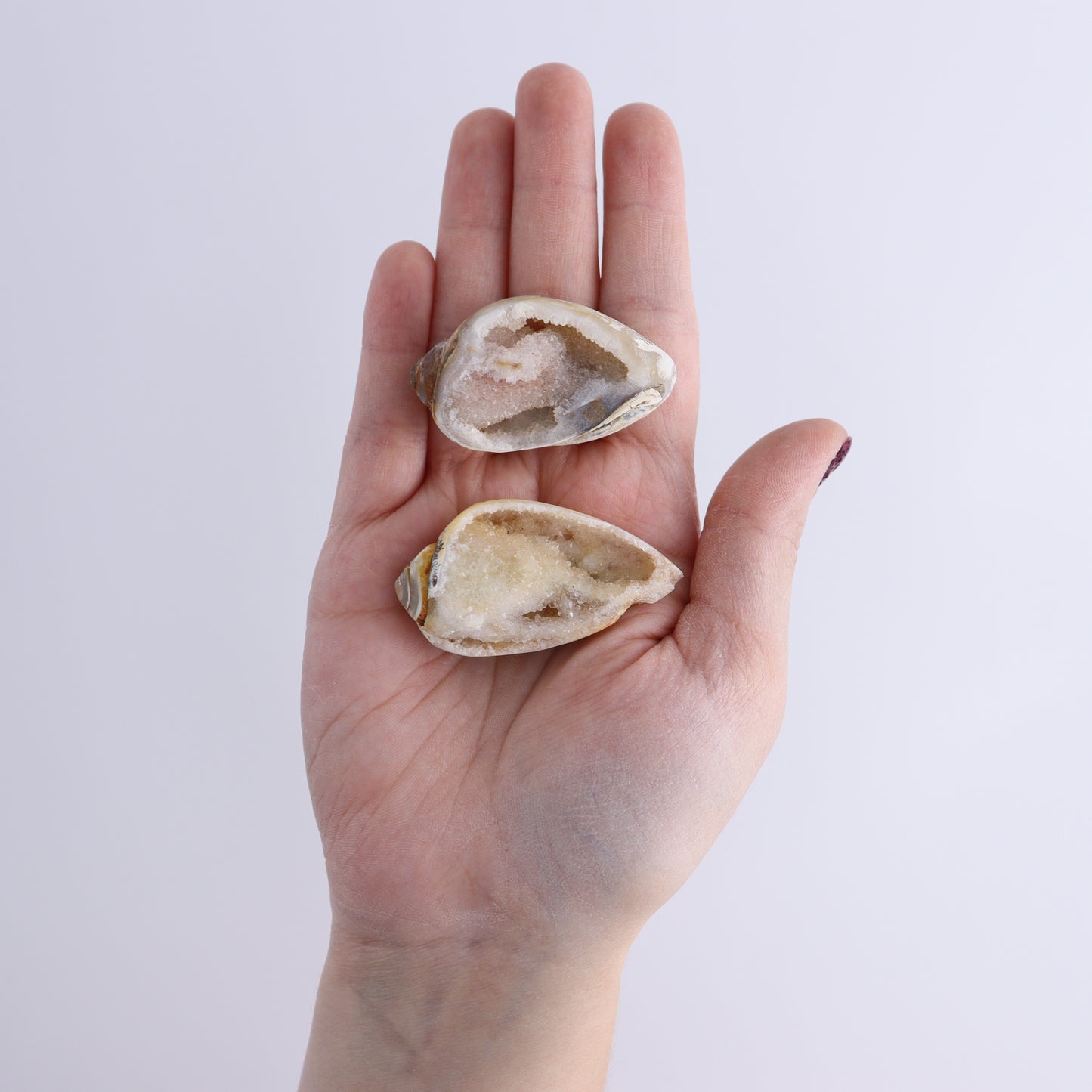 Crystalized Shells Set of 12 - Expert Wholesale and Supplier of Wholesale Crystals & Bulk Gemstones, Crystalized Shell, India, shell, shells