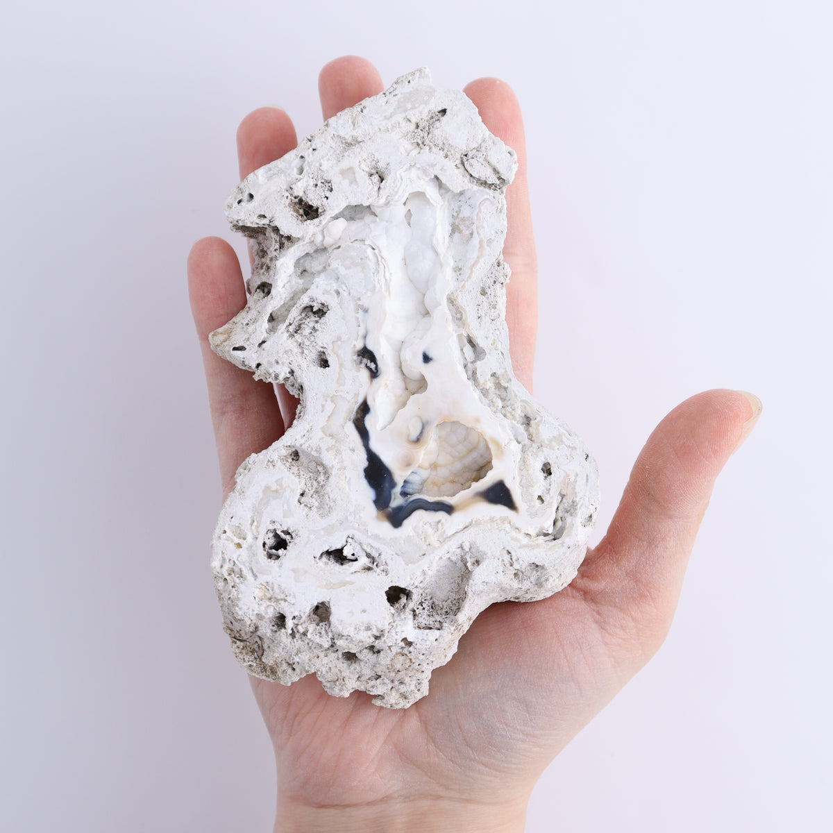 Agatized Coral Flat | Mi Esperanza Minerals | Supplier of Crystals and Onyx