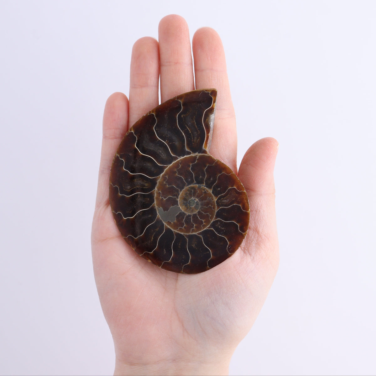 Ammonite Shells Set of 8 | Mi Esperanza Minerals | Supplier of Crystals and Onyx