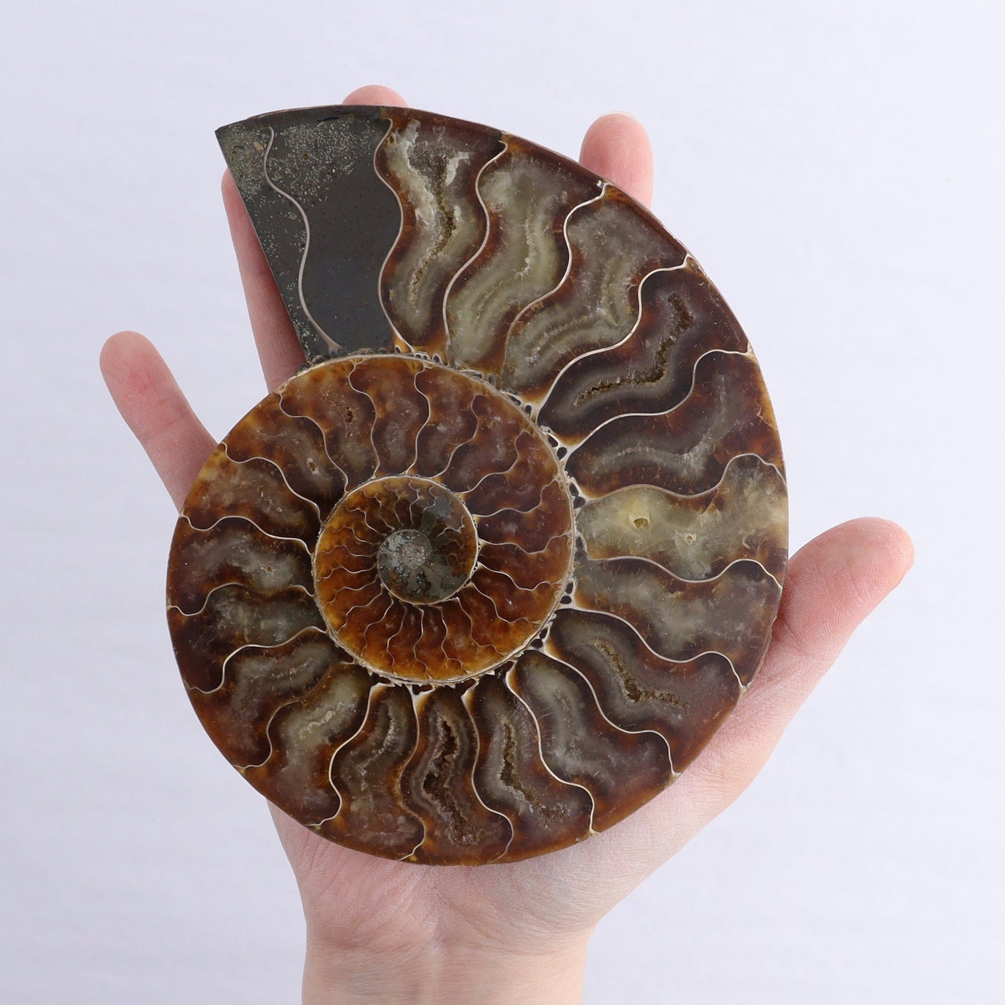 Ammonite Shells Set of 6 | Mi Esperanza Minerals | Supplier of Crystals and Onyx