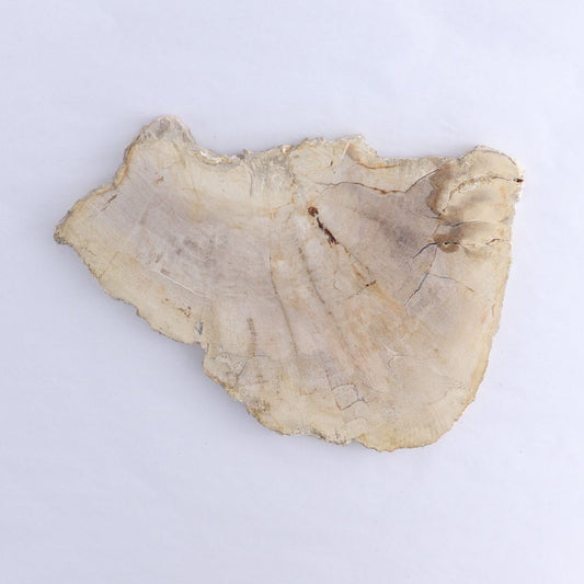 Petrified Wood Slices & Slabs Set of 3