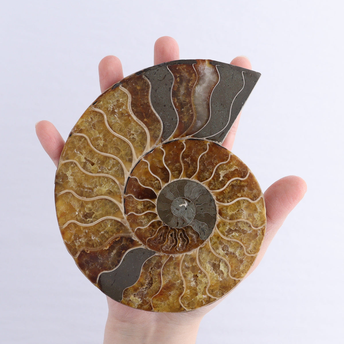 Ammonite Shells Set of 6 | Mi Esperanza Minerals | Supplier of Crystals and Onyx