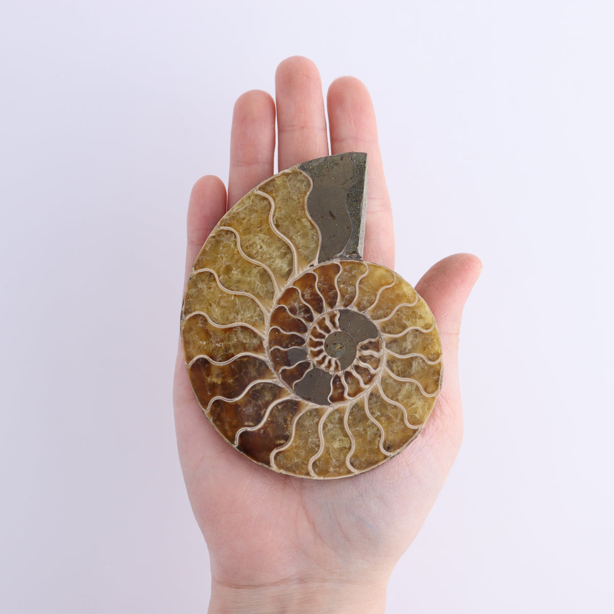 Ammonite Shells Set of 8 | Mi Esperanza Minerals | Supplier of Crystals and Onyx