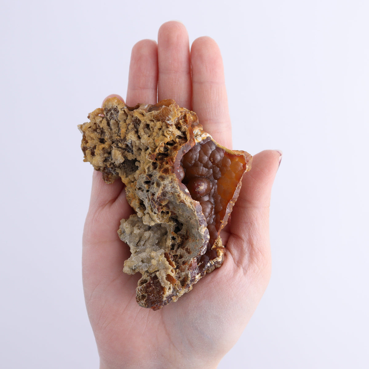 Agatized Coral Flat | Mi Esperanza Minerals | Supplier of Crystals and Onyx