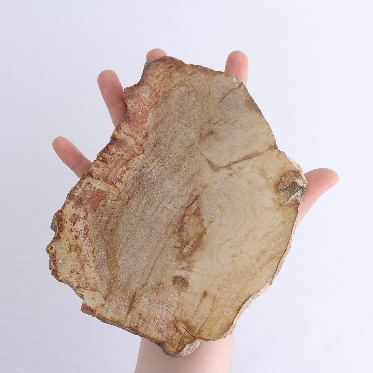 Petrified Wood Slices & Slabs Set of 3