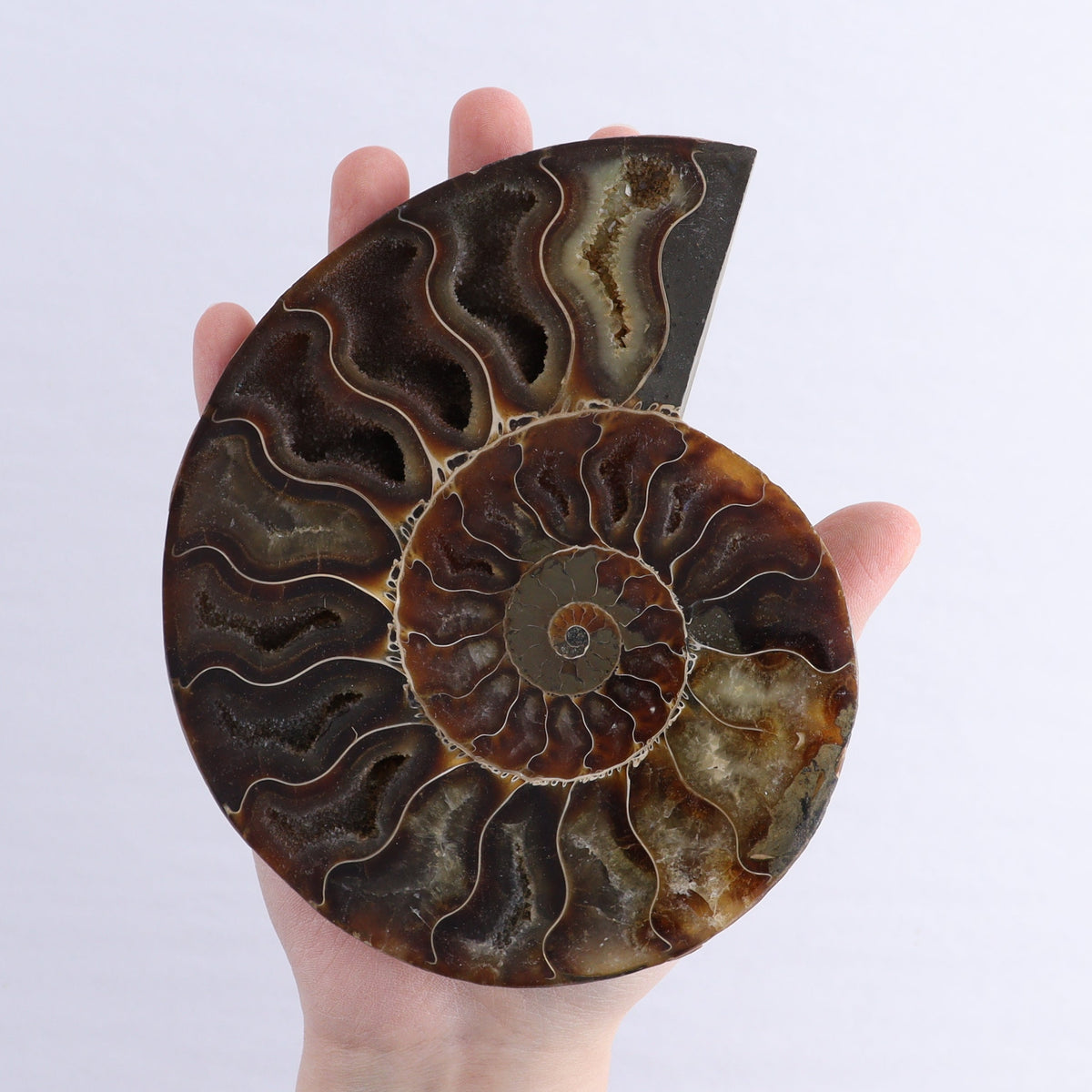 Ammonite Shells Set of 6 | Mi Esperanza Minerals | Supplier of Crystals and Onyx