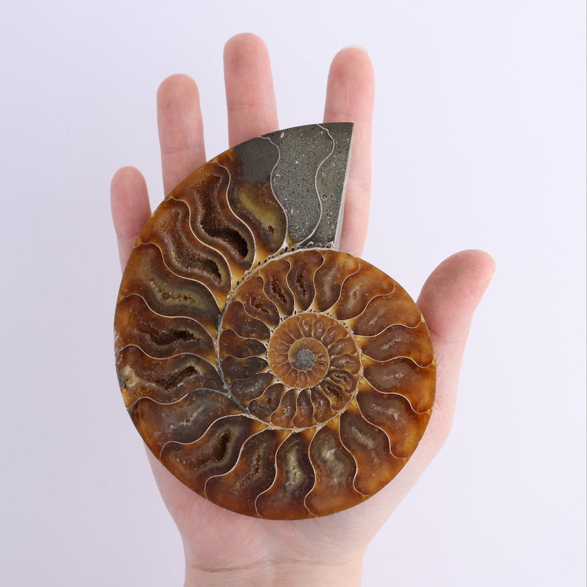 Ammonite Shells Set of 8 | Mi Esperanza Minerals | Supplier of Crystals and Onyx