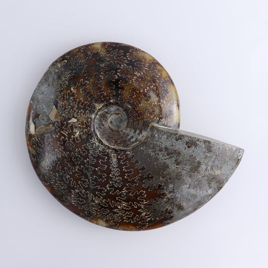 Ammonite Shell