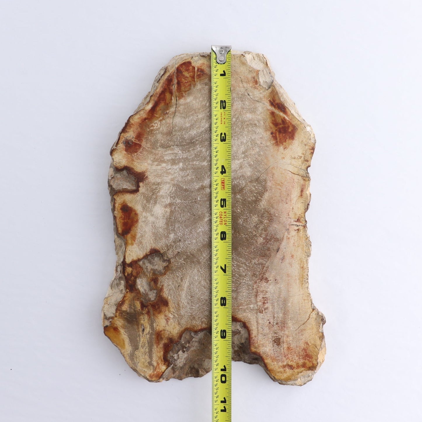 Petrified Wood Slab