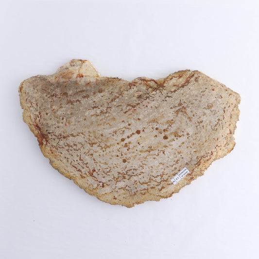 Petrified Wood Slab