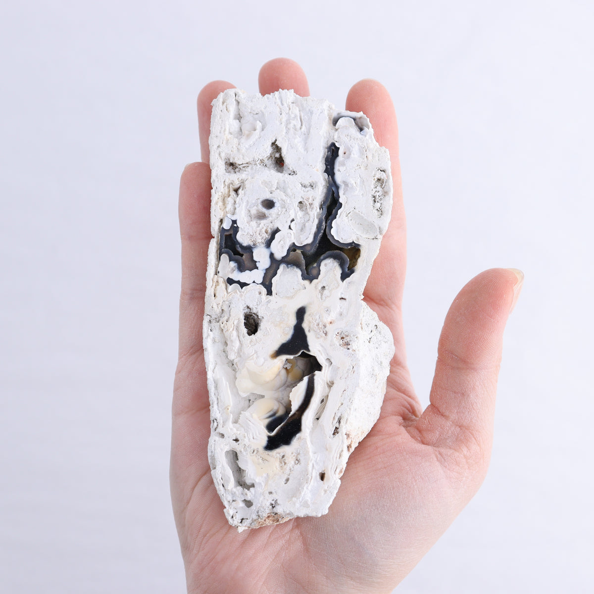 Agatized Coral Flat | Mi Esperanza Minerals | Supplier of Crystals and Onyx