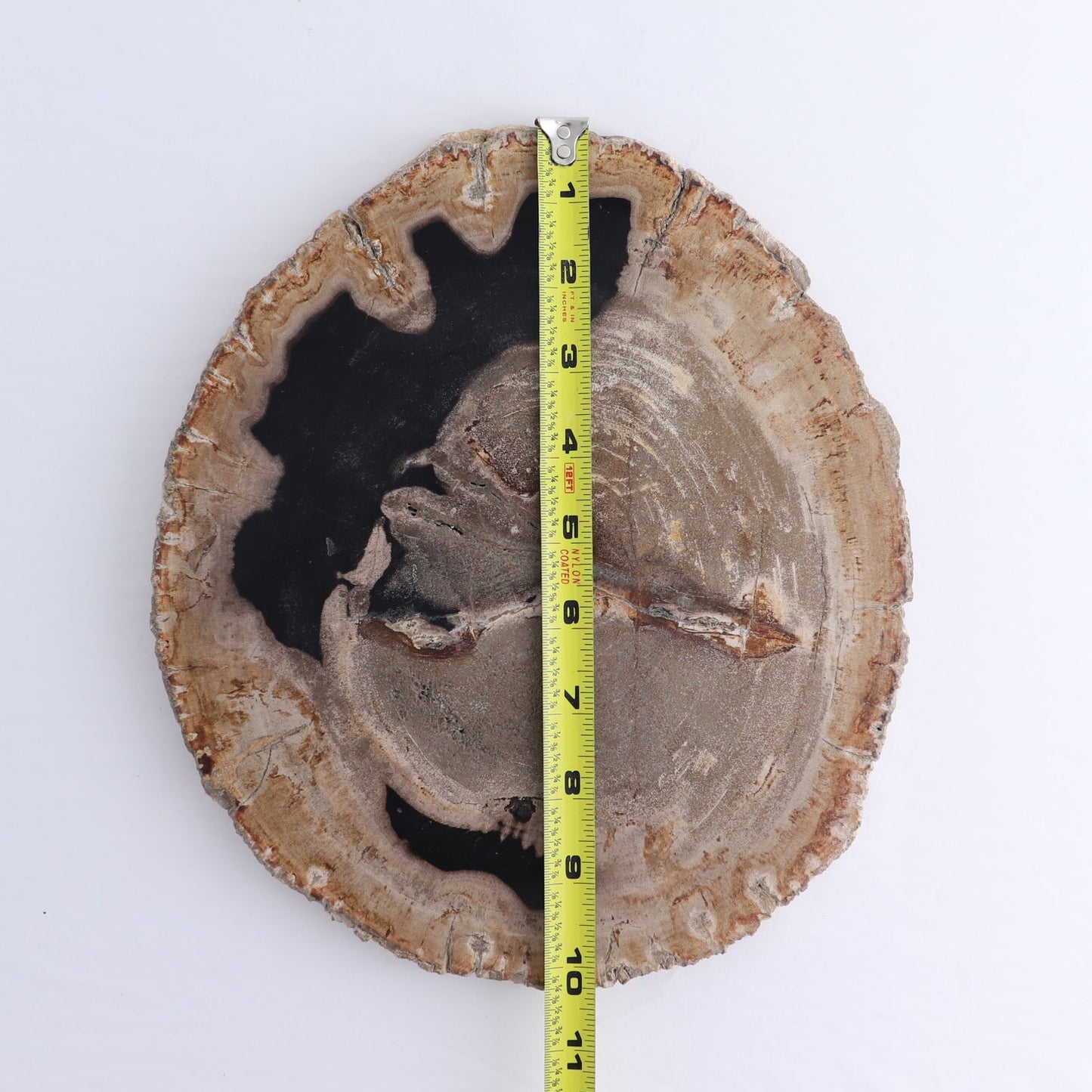 Petrified Wood Slab