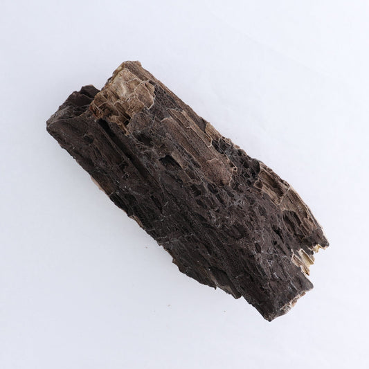 Permineralized Wood Log