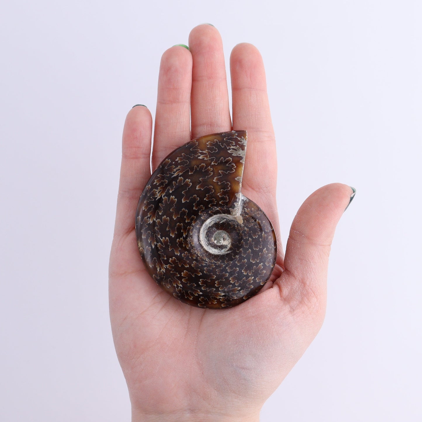 Ammonite Shells Set of 9 | Mi Esperanza Minerals | Supplier of Crystals and Onyx