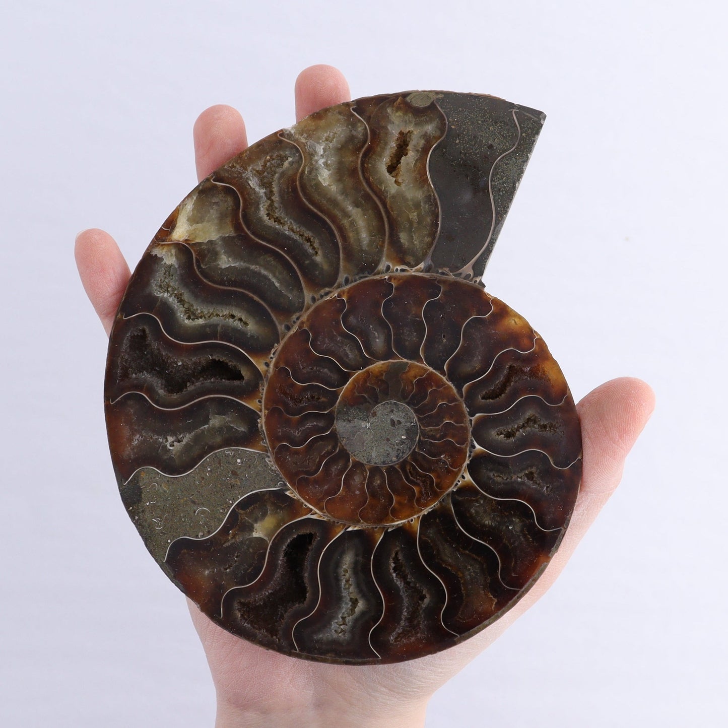 Ammonite Shells Set of 6 | Mi Esperanza Minerals | Supplier of Crystals and Onyx