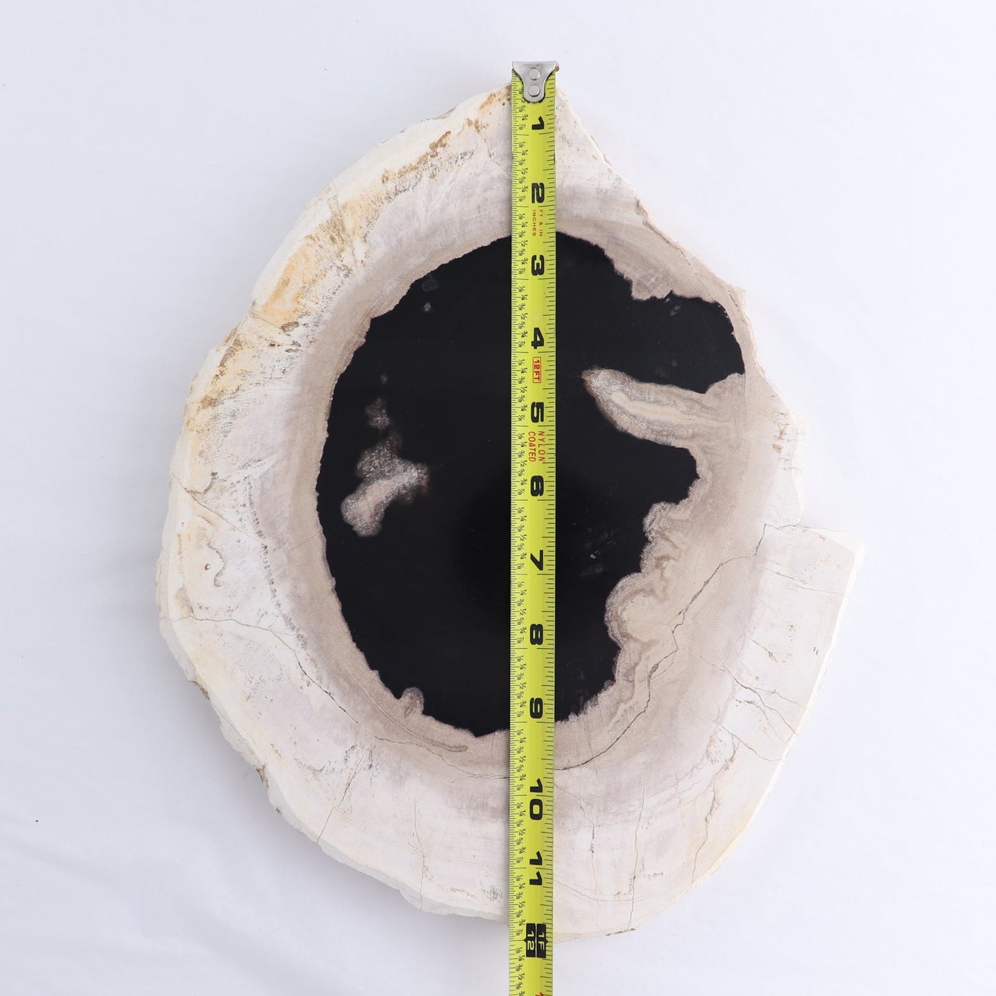Petrified Wood Slab