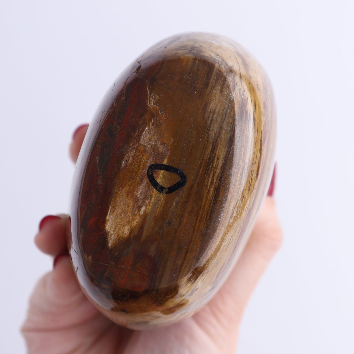 Petrified Wood Freeforms Set of 3 | Mi Esperanza Minerals | Supplier of Crystals and Onyx
