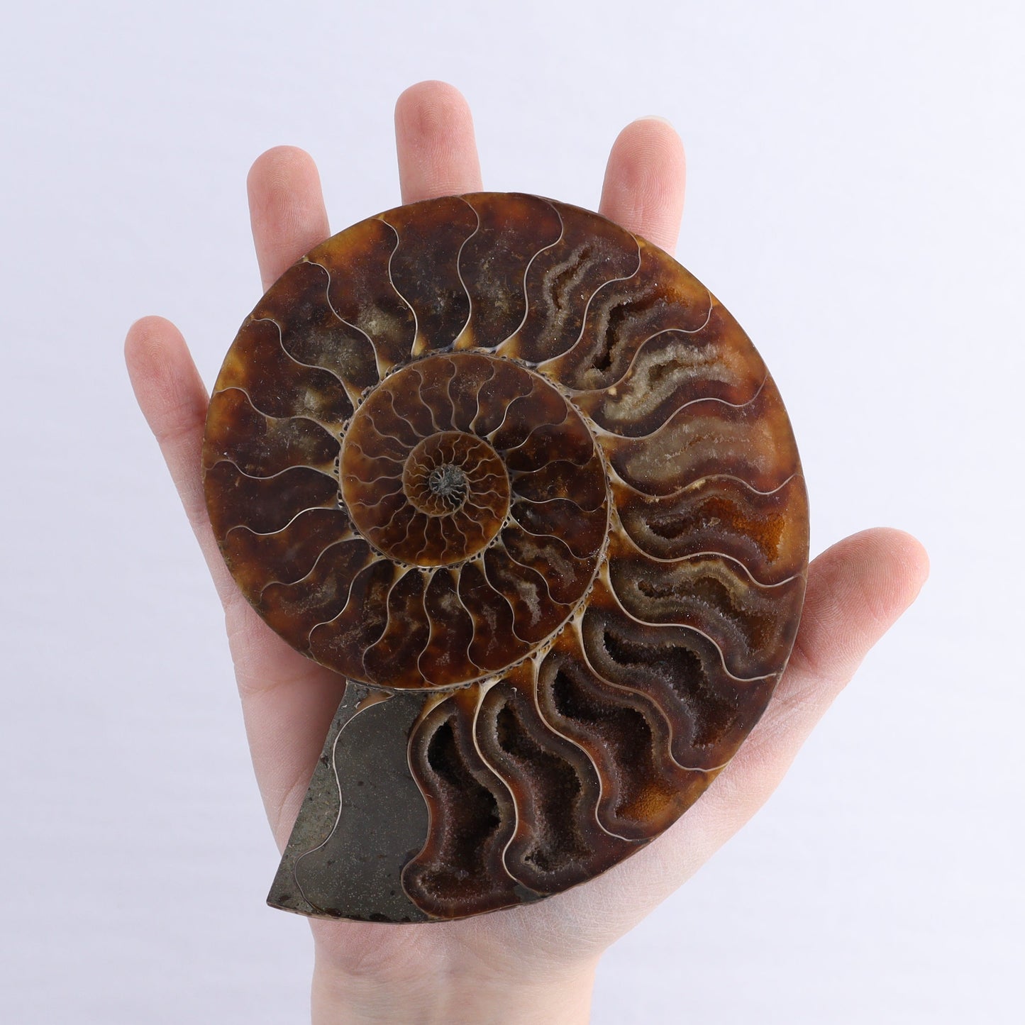 Ammonite Shells Set of 6 | Mi Esperanza Minerals | Supplier of Crystals and Onyx