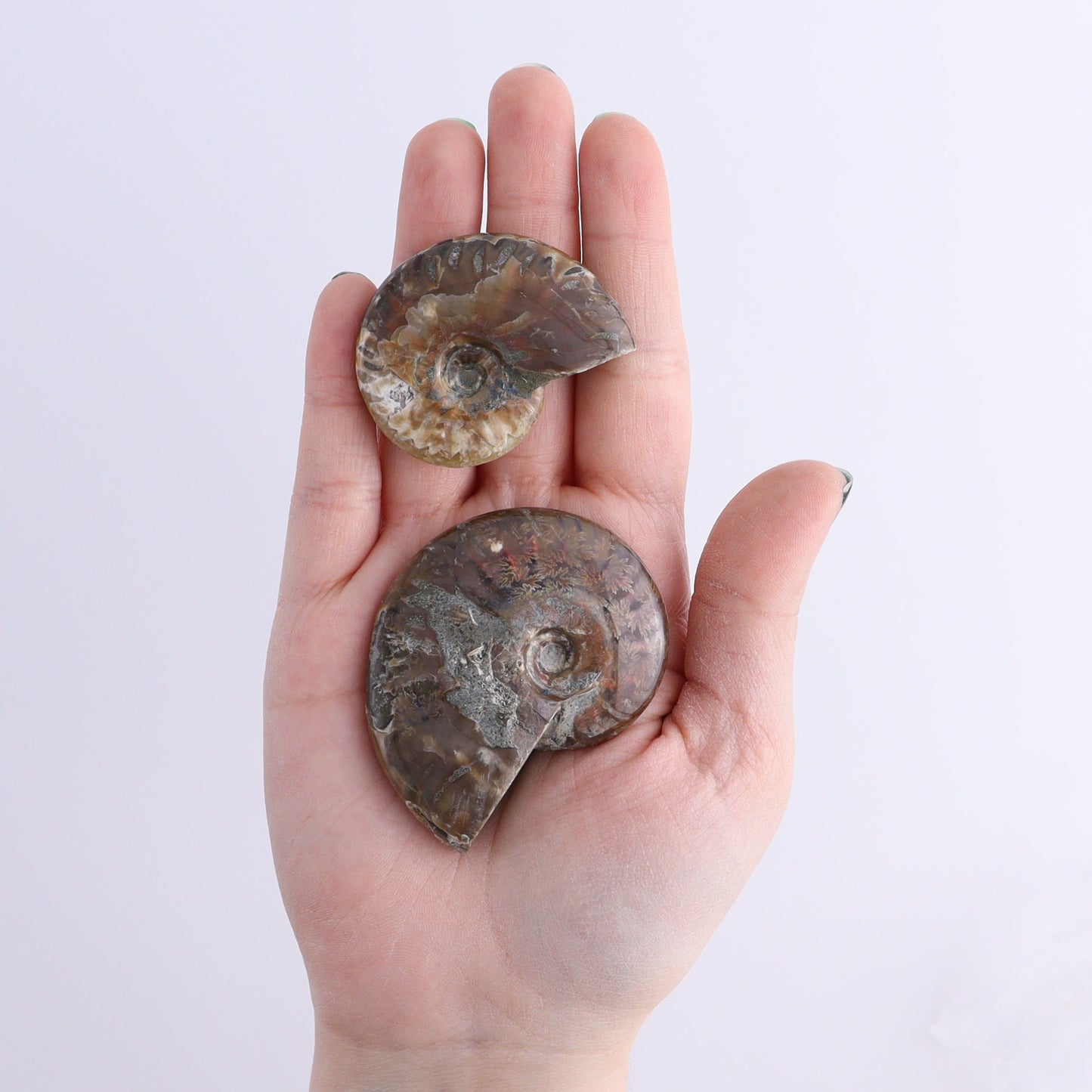 Red Opalized Ammonite Shells Set of 27 | Mi Esperanza Minerals | Supplier of Crystals and Onyx