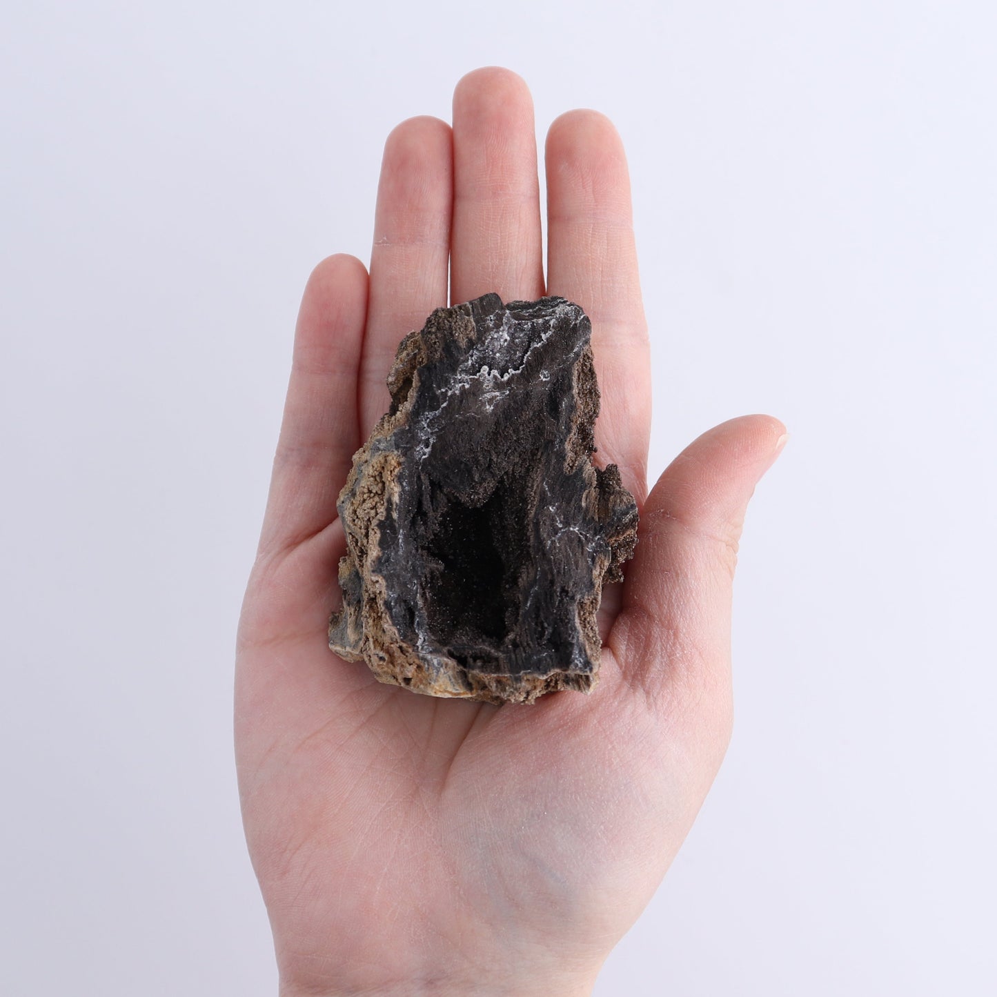 Permineralized Wood Flat of 8 | Mi Esperanza Minerals | Supplier of Crystals and Onyx