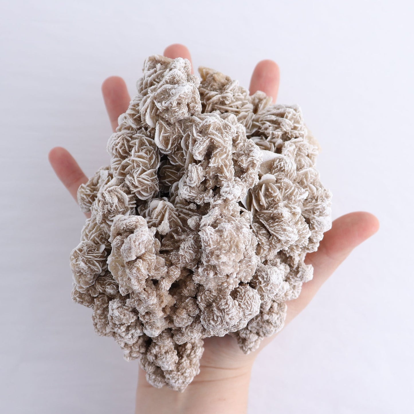 Desert Rose Set of 2