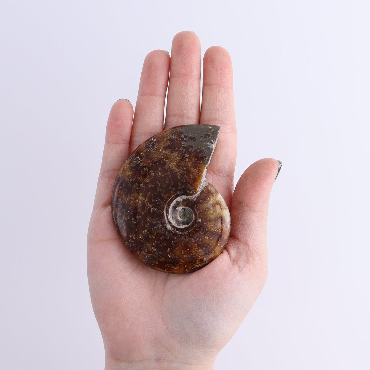 Ammonite Shells Set of 11 | Mi Esperanza Minerals | Supplier of Crystals and Onyx